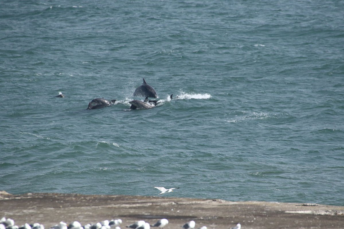 walterjsinnes's tweet image. #uninterrupted = lots of this! @WildlifeOWindow @Dolphinsighting @BBCSpringwatch