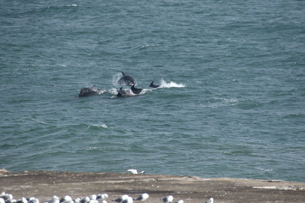 walterjsinnes's tweet image. #uninterrupted = lots of this! @WildlifeOWindow @Dolphinsighting @BBCSpringwatch