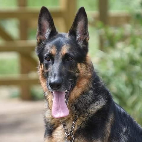GerryWidnell1's tweet photo. @sociabledog My boy Max. https://t.co/CPhltU2Ts5