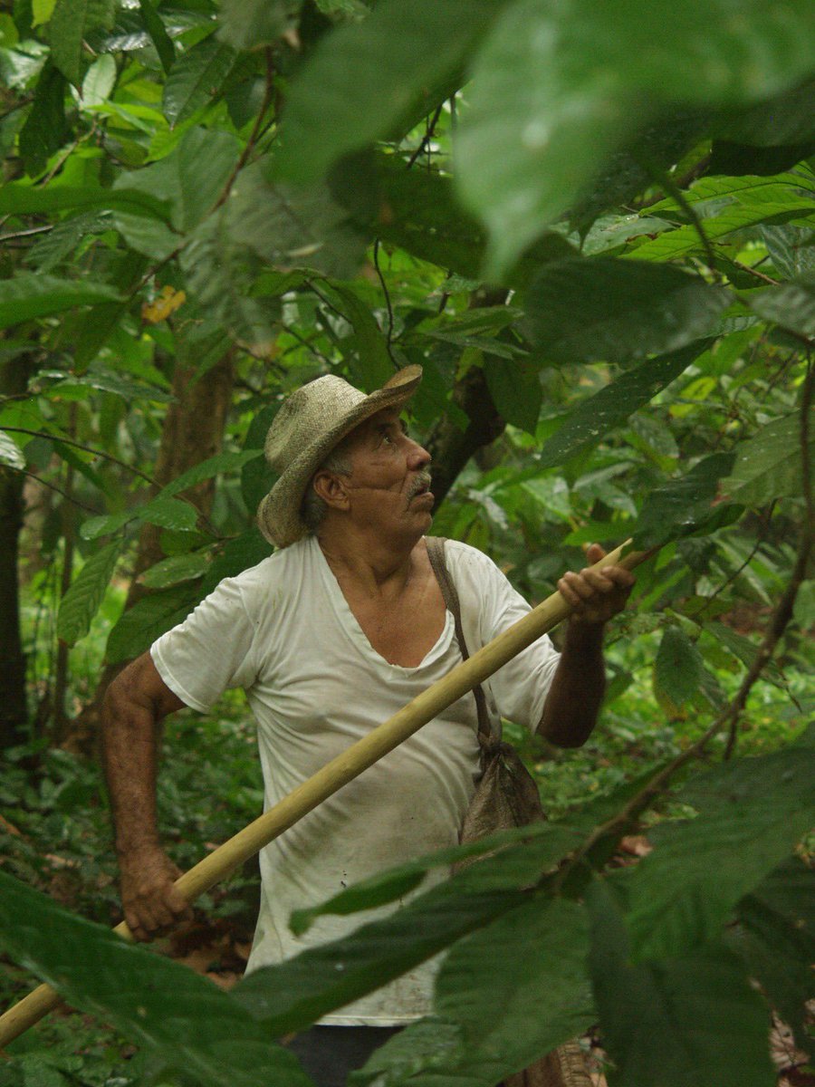 Feliz día del Cacao🤎