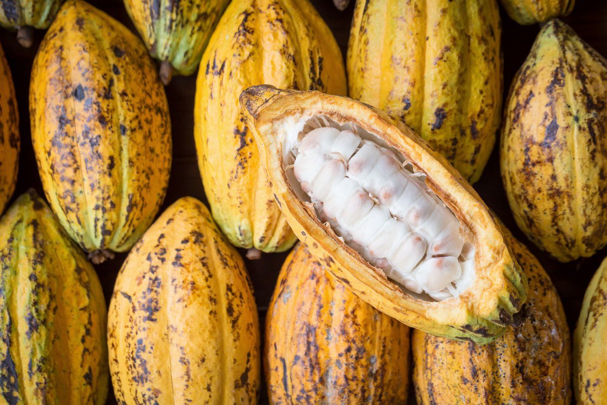 Ah Cacao tweet media
