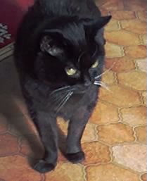 HealingPurrsPaw's tweet photo. Finkin of @RosieandRollo’s sweet sisfur #Rosie, who had her 2nd #Angelversary on June 28f, n sweet sisfur #Fizzi, who had her 19f #Angelversary on June 29f, wif #LUVnREMEMBRANCE ❤️🌈🌟
#HealingPurrsPawty #pawcircle #AngelGang #OTRB https://t.co/0UppcDxjWc