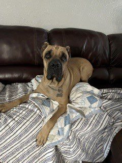 Cane Corso Rescue tweet media