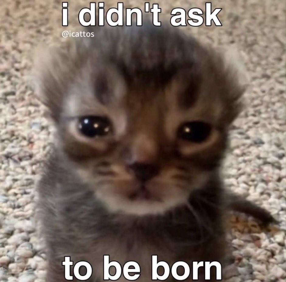 ILLUMINUSNUMBx's tweet photo. meaw😔 https://t.co/VPbEcS3V4A