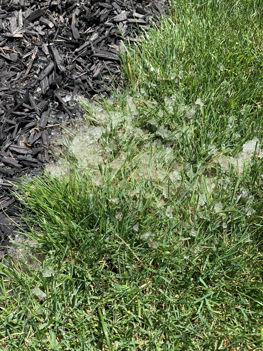 ..any biologists out there that can tell me what this is growing on my lawn? Jelly like feeling and cold to the touch. I have cleaned it up three weeks  in a row and it keeps coming back?
