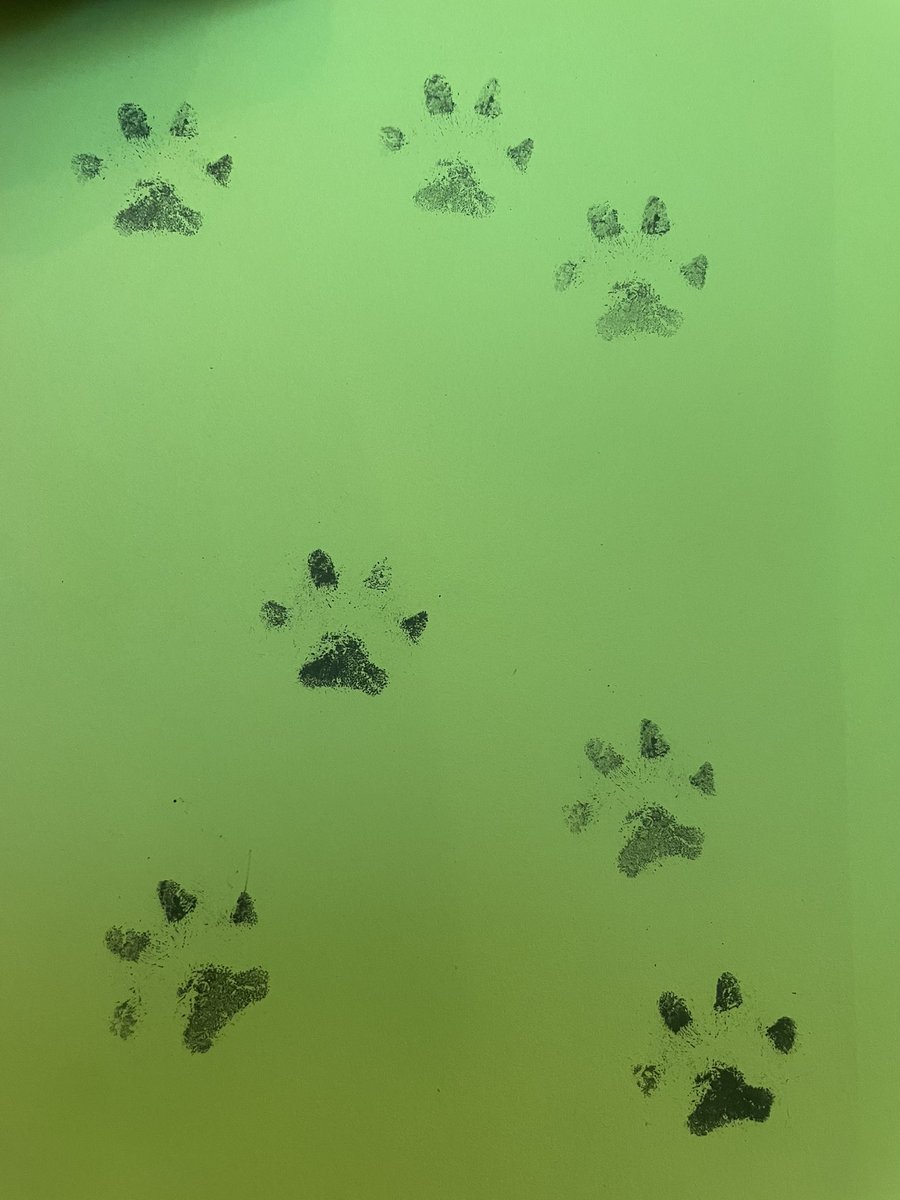 OtterRunKennel's tweet photo. 🚨Big News🚨 

T-Boone, Fathead and the rest of the fishing bait litter have been busy with some arts and crafts and they are sending them to all of our patreon supporters we have addresses for https://t.co/9ks6vP6jLT