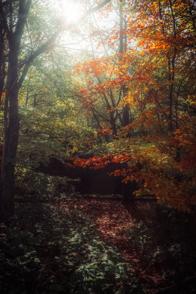 artofseanmurphy's tweet photo. A Slice Of Autumn https://t.co/wDIxygYV5d