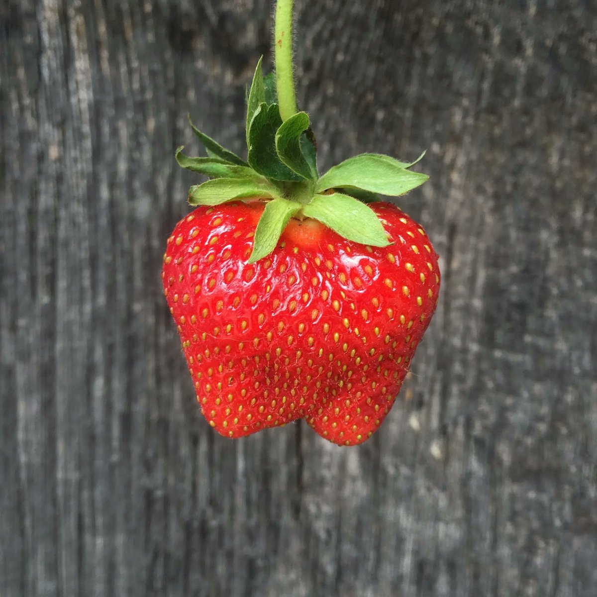 Murphy's Farm Market & Bakery tweet media