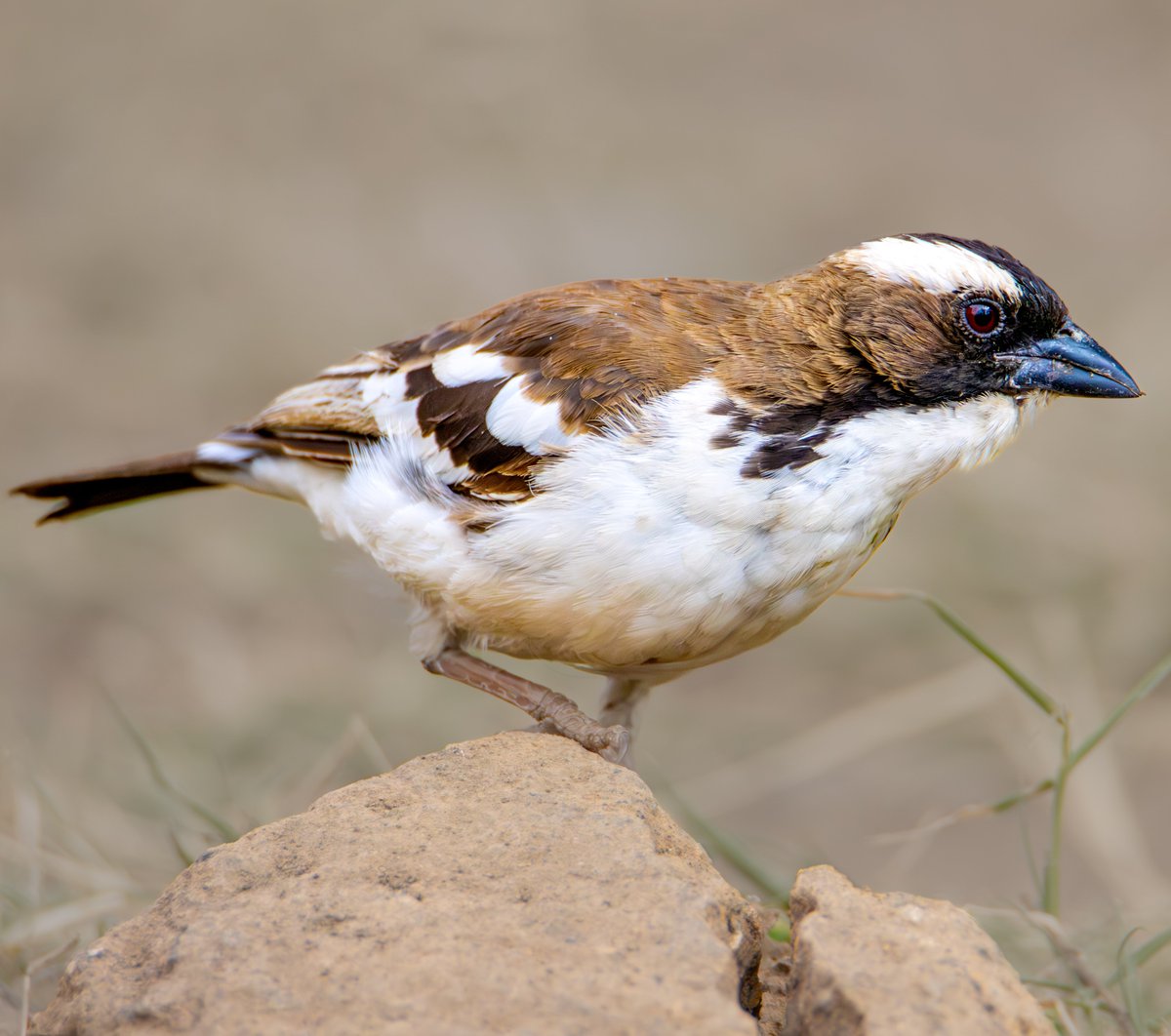 White-browed Sparrow-weaver
#BirdsSeenIn2023 #Kenya #ThePhotoHour #TwitterNatureCommunity #WildlifePhotography #birdsphotography #popphotooftheday #BirdsOfTwitter #bbccountryfilemagpotd #PhotoMode #naturelovers 
 twitter.com/samiirungu