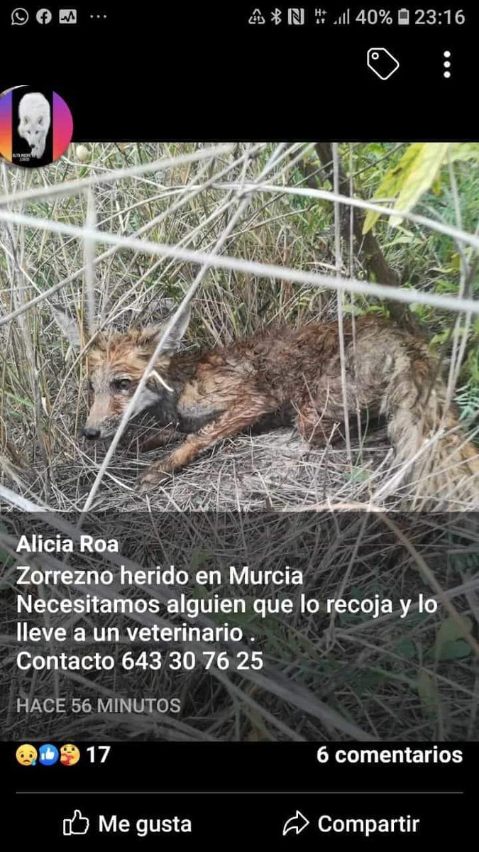 amaregar's tweet photo. Difusión Urgente 
#CasoExtremo 
Herido de gravedad en Murcia 
Este inocente zorrezno se debate entre la vida y la muerte
Urge atención veterinaria   
Info 643 30 76 25 
Vamos a difundir y salvarle la vida entre todos lo conseguiremos https://t.co/jdL9QusKTR