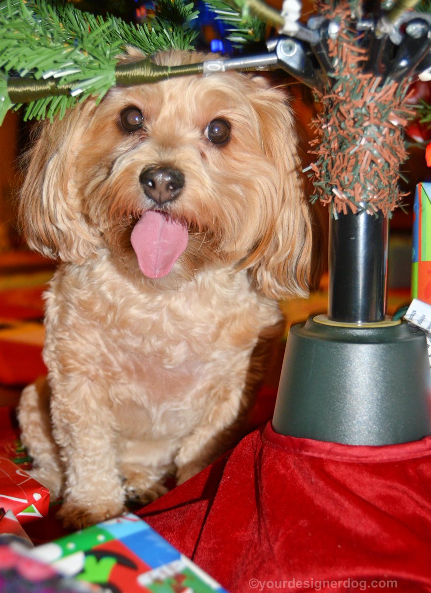#Tongue Out Tuesday Under the #Christmas Tree is.gd/2Zw2q2 #christmastree #tongueout
