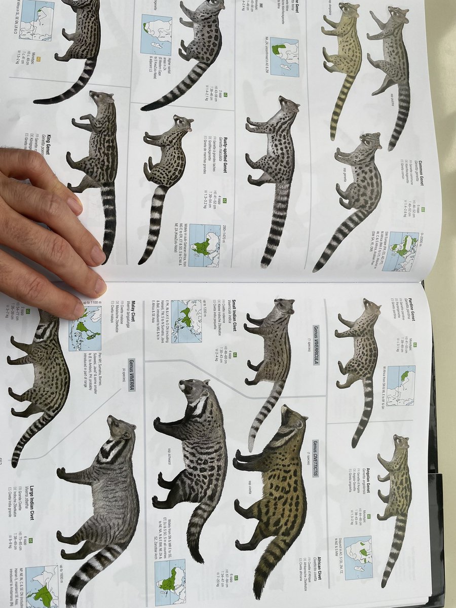 Gabriel N. U. (@serpenillus) on Twitter photo Look what I just got in the mail! All the Mammals of the World by <a href="/lynxnaturebooks/">Lynx Nature Books</a> is awesome! I highly recommend it alongside All the Birds of the World!
Still hoping that they decide to do All the Reptiles or Amphibians of the World and hire me as one of the illustrators 😅 Look what I just got in the mail! All the Mammals of the World by <a href="/lynxnaturebooks/">Lynx Nature Books</a> is awesome! I highly recommend it alongside All the Birds of the World!
Still hoping that they decide to do All the Reptiles or Amphibians of the World and hire me as one of the illustrators 😅
