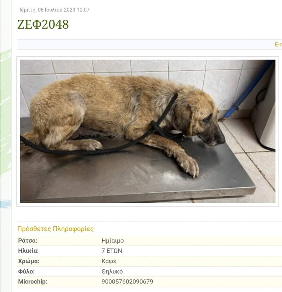 Christinalirou2's tweet image. ‼️‼️‼️Από Δήμο Φυλλης το πήγαν Δικεπαζ. Δεν έχει όνομα μόνο έναν αριθμό. Αν υπάρχει οικογένεια που θα την συγκινήσει κ θα την πάρει στην αγκαλιά της εκεί θα την βρει. Τα  στοιχεία στην φωτογραφία. 💔😢 Σώστε μια ψυχή κοιτάξτε την πόσο λυπημένη είναι...