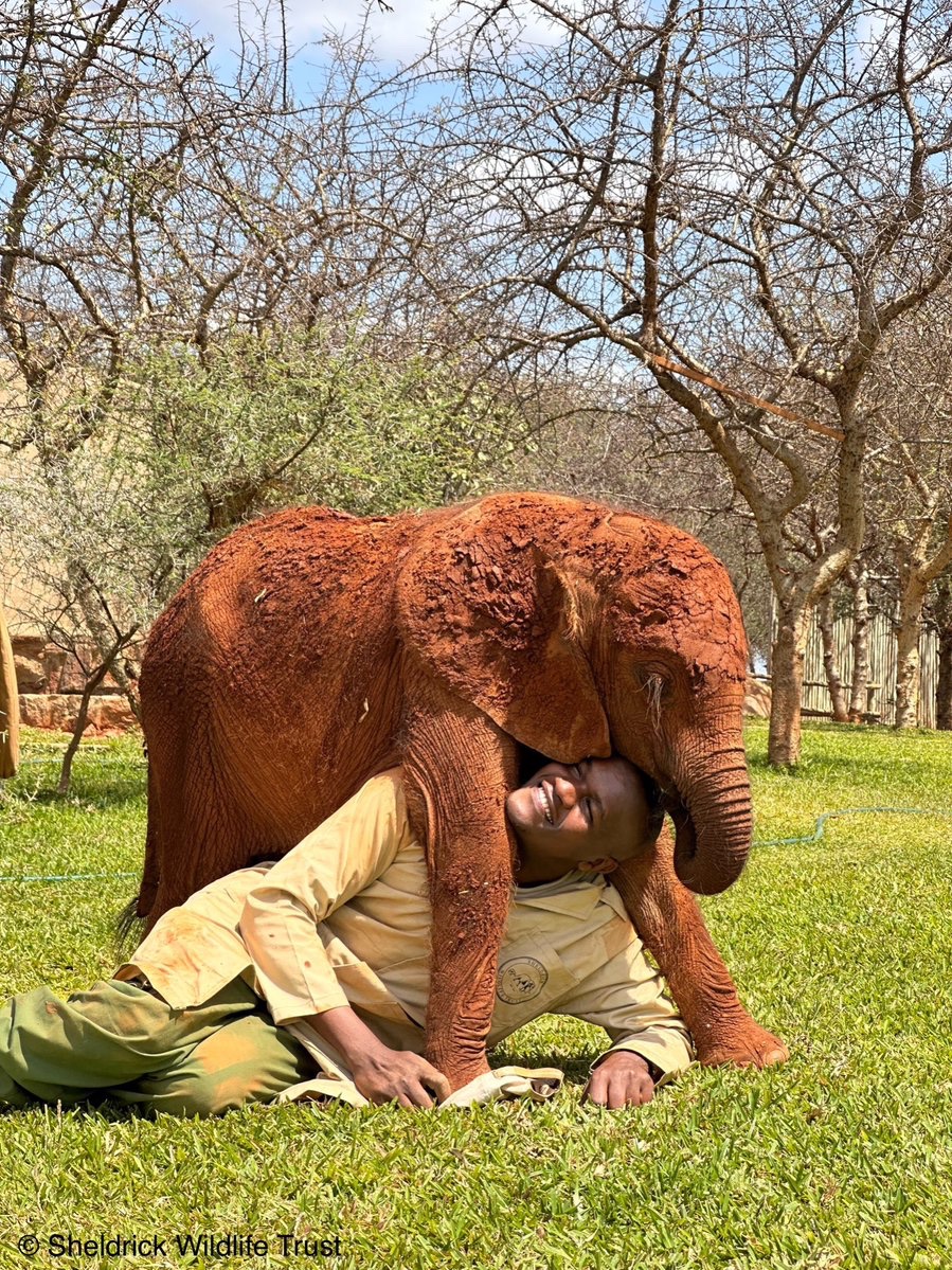 SheldrickTrust's tweet photo. Elephants give the best hugs. Affection being the magic ingredient when it comes to hand-raising orphaned infant elephants, alongside specialist formula milk &amp; 24/7 care. You can also play a role in an elephants life by adopting https://t.co/ileQzEIxBY https://t.co/XoAPoZWC2w