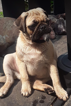 Pugsley (Pam) ❤🇨🇦🛢⛽ tweet media