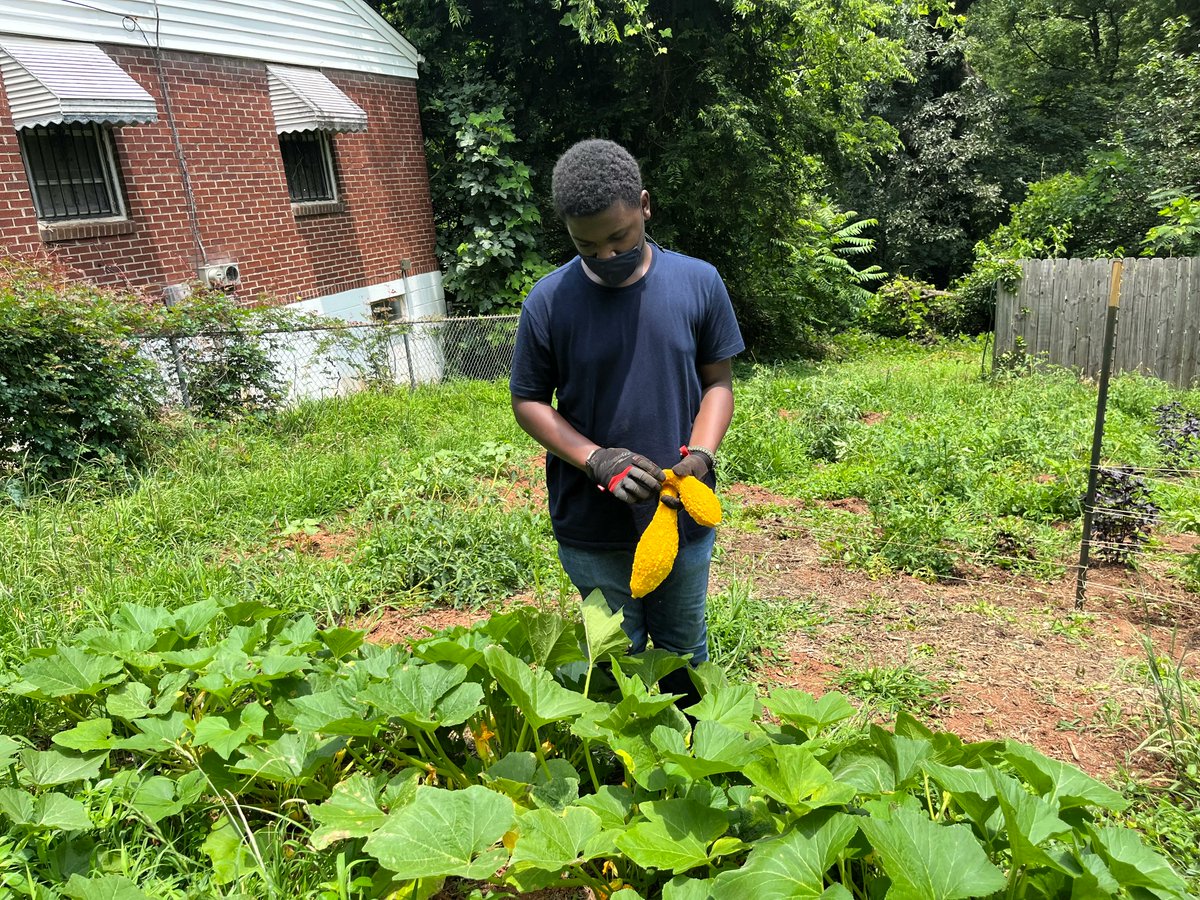 SustainingWay's tweet photo. We recently harvested some vegetables for the first time from our New Washington Heights garden! This garden is brand new and showing some great signs of healthy produce!

#Garden #Harvest #Outdoors #Plant #Vegetable https://t.co/Hd6IYTSbXo