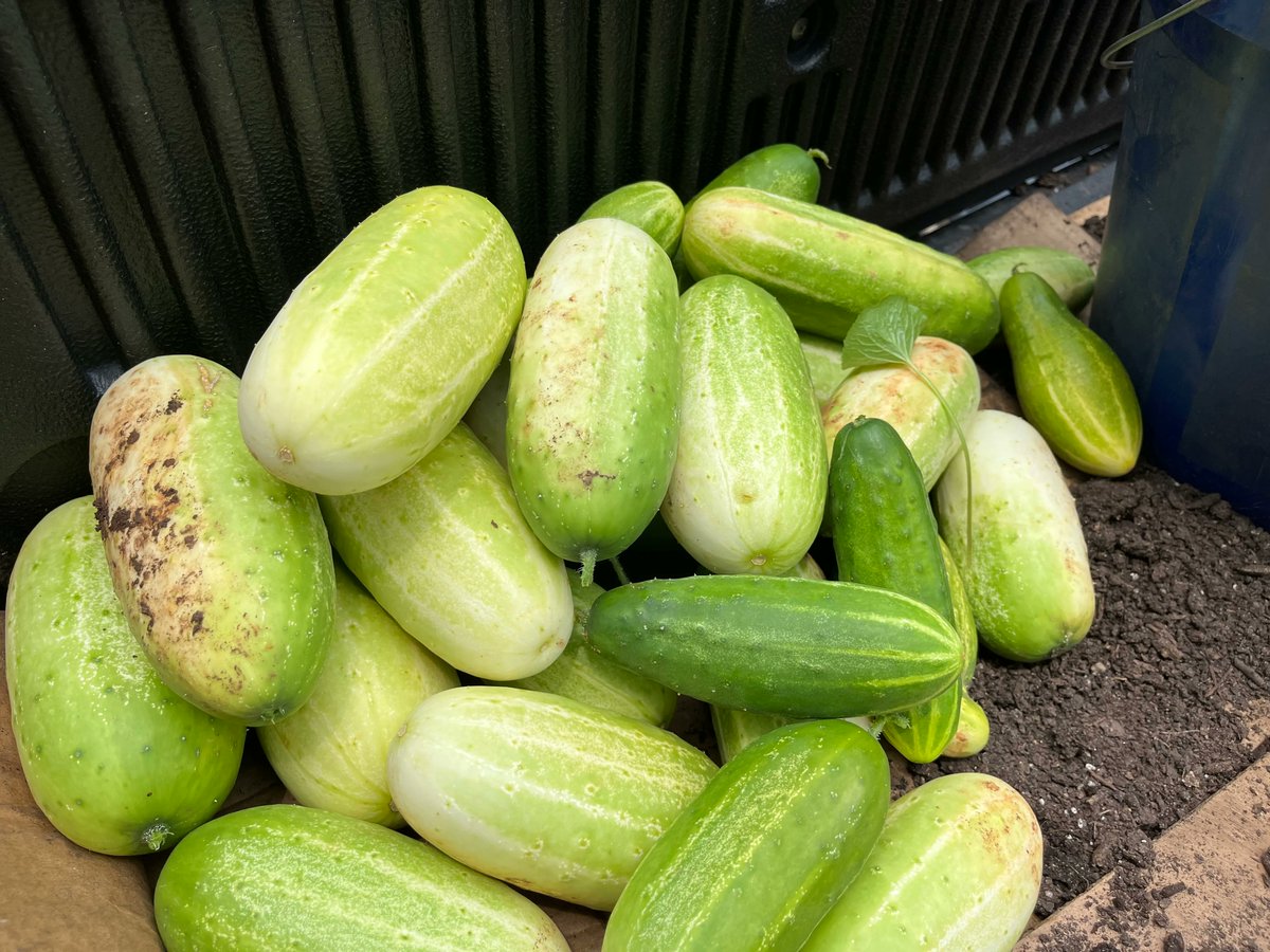 SustainingWay's tweet photo. We recently harvested some vegetables for the first time from our New Washington Heights garden! This garden is brand new and showing some great signs of healthy produce!

#Garden #Harvest #Outdoors #Plant #Vegetable https://t.co/Hd6IYTSbXo
