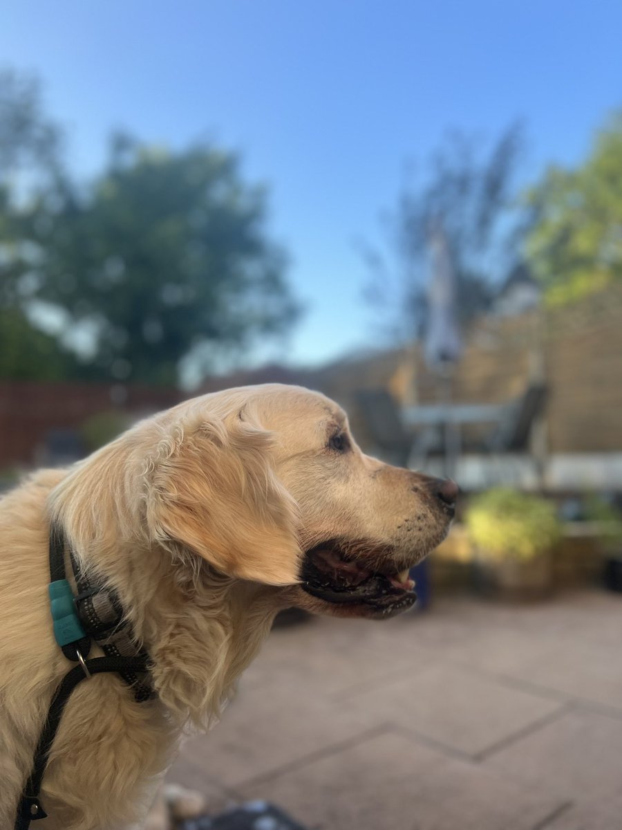 TRetriever's tweet photo. Happy weekend everyone - this pup is having the bestest day…..again. #goldenretriever #goldenretrieverpuppy #weekend #Suns https://t.co/zv5hCCU5Tq