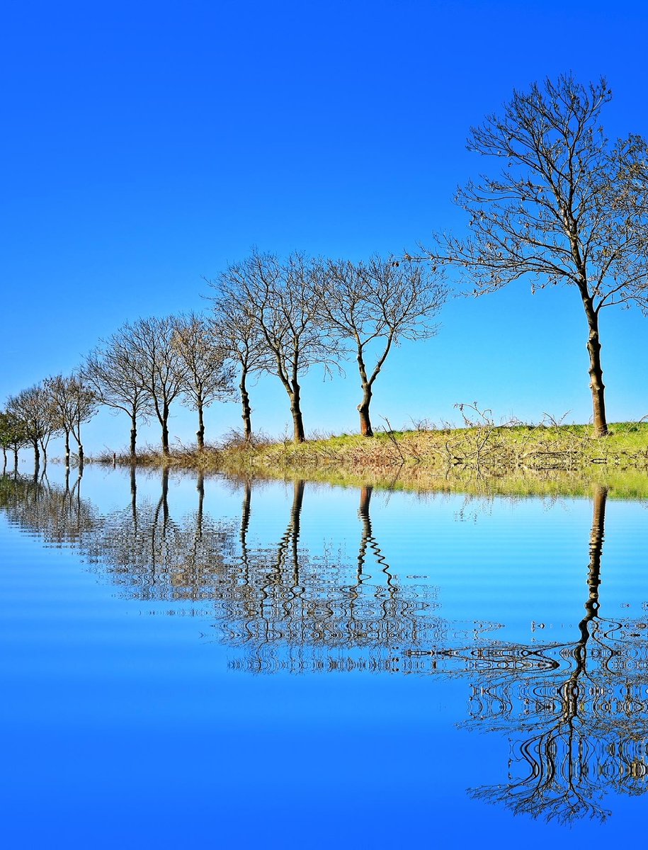 LoveSongs4Peace's tweet photo. Row of trees growing on the waterline in spring https://t.co/IdKYJ1Y3Nx