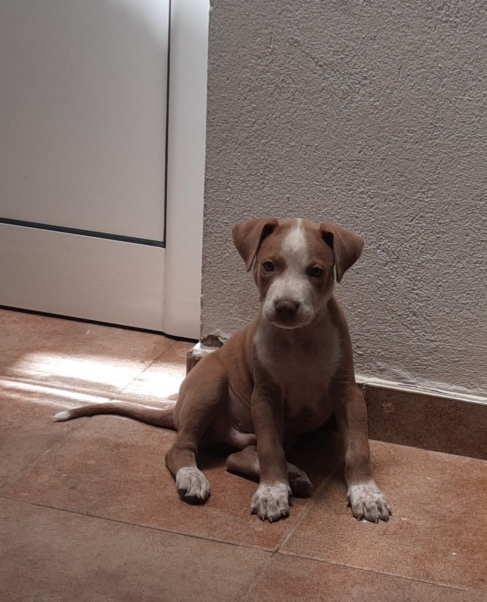 silvitagarr's tweet photo. Mi little demon es lo más bonito que hay 🥺🤍🦴 https://t.co/AeGqj4oMLQ