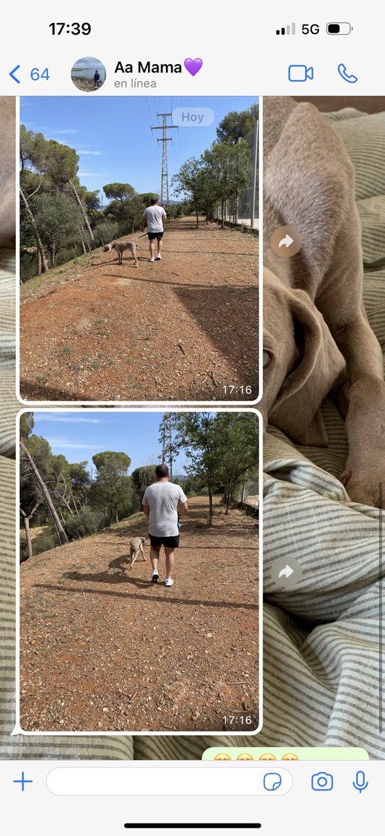 imnoecm's tweet photo. mis padres: si adoptas un perro no vengas a que te lo cuidemos
mis padres tmb: vamos a sacar al nieto que lleva muchas horas solo y le echamos de menos🥹 https://t.co/E8hN2djjid