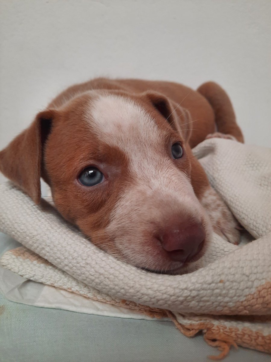 silvitagarr's tweet photo. Mi little demon es lo más bonito que hay 🥺🤍🦴 https://t.co/AeGqj4oMLQ