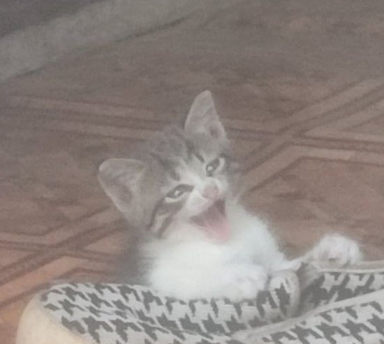 _ebaka__'s tweet photo. 🥰Привет Я Софа/Фрик и это мой ❗поиск мью❗
🥰Хочу найти активных мью которых буду любить, ценить и оберегать.
🥰Я панромантик
🥰Местоимения: она/он ее/его 
🥰Шарю за фандомы 
🥰 Можно ретвит пожалуйста? https://t.co/SOMkJCIooV