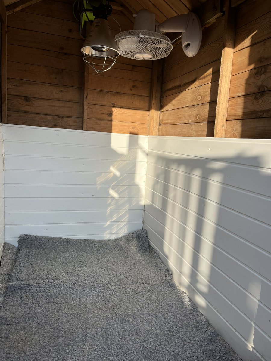adachikennels's tweet photo. Whelping kennel all ready for the mum to be ! Not long to go now !! She’s enjoying that fan on this sunny day 😎

#BeamingDuchess #NewinnTikTok https://t.co/MKnXmX3S2P