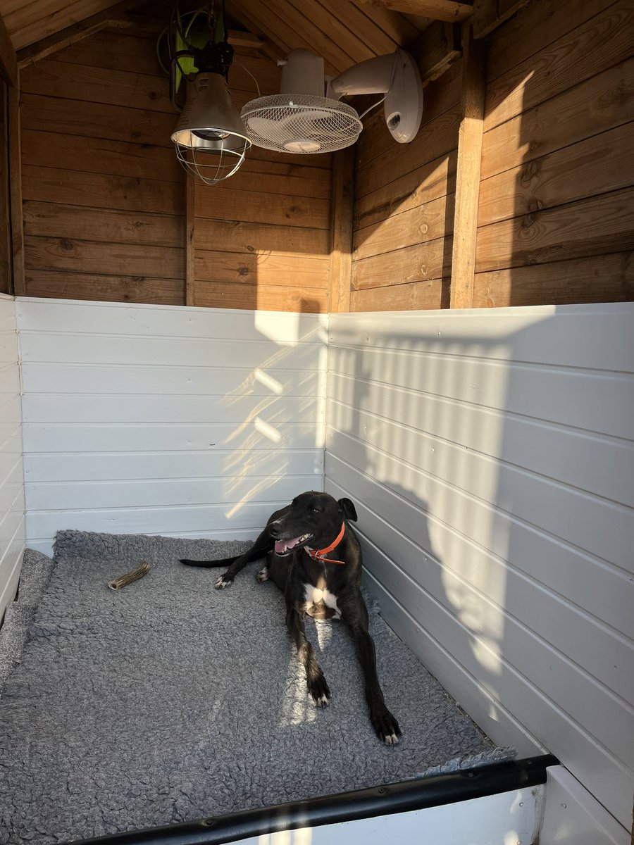 adachikennels's tweet photo. Whelping kennel all ready for the mum to be ! Not long to go now !! She’s enjoying that fan on this sunny day 😎

#BeamingDuchess #NewinnTikTok https://t.co/MKnXmX3S2P