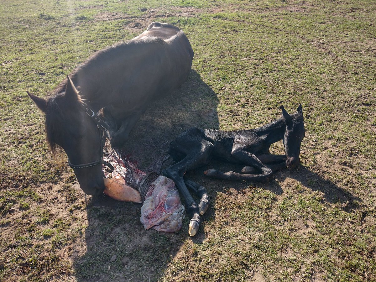 MargoSmitTwit's tweet photo. We hebben er een kleintje bij: Wietske van de Greffelkamp 🖤🩷 #frisianhorses #kfps #friesepaarden https://t.co/WkCBVfPJyu