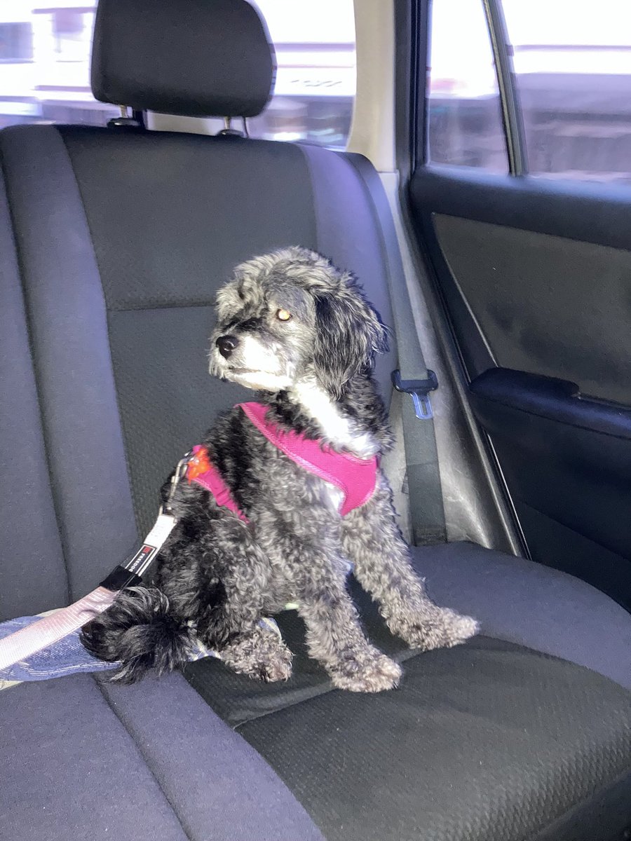 23RachelR's tweet photo. Se acreditam nalguma identidade superior, rezem pela minha Kika 🥺 https://t.co/0MXPGXTeIU