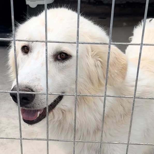 Christinalirou2's tweet image. ‼️‼️‼️Είναι ο Σνοου από το Λιτόχωρο. Εδώ κ 7 μήνες ζει σε ένα κλουβί 2×4 του Δήμου χωρίς να προαυλιζεται όπως κ τα υπόλοιπα σκυλιά. Ο κουκλος δεν είναι για την φυλακή που ζει. Είναι μόνο για σπίτι. Τηλ επικοινωνίας 6944261769 Βοηθειστε παιδια‼️‼️