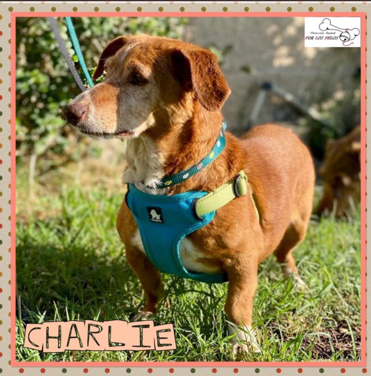 Isabel González (@isagonz__) on Twitter photo #CHARLIE y #DELTA X DE #TECKEL 7 AÑOS ACOSTUMBRADOS A ESTAR JUNTOS, ABANDONADOS EN PERRERA POR SU FAMILIA 🆘#ADOPCION CONJUNTA🆘 <a href="/PerreraToledo/">𝐏𝐎𝐑 𝐋𝐎𝐒 𝐏𝐄𝐋𝐎𝐒</a> <a href="/unaiwind/">Unai Zarraolandia</a> <a href="/Erta2017/">Erta</a> <a href="/OpenEye95053629/">Open 🐕💕🐈🌳🦋</a> <a href="/Lobo_maltes/">José Exposito</a> <a href="/PdlMarin/">Marina Pérez</a> <a href="/Esme_Alon/">☀️Esme☀</a> <a href="/up_person/">sonia 🐕🐶🐱🐅🦓🐷🦌🐮🐄🐒🐪🐩🐂🦃🐴🐃🦛🦁🐐🌱💚💚</a> <a href="/PerritaEsther/">Perrita Esther</a> <a href="/SILVIAMARTINAR1/">SILVIA MARTÍN ARTEAGA 🐾</a> <a href="/SyA06583233/">SyA_ProudPitbullMom</a> <a href="/quissos/">hitsujiotoko🌟😻🎮🌜</a> #CHARLIE y #DELTA X DE #TECKEL 7 AÑOS ACOSTUMBRADOS A ESTAR JUNTOS, ABANDONADOS EN PERRERA POR SU FAMILIA 🆘#ADOPCION CONJUNTA🆘 <a href="/PerreraToledo/">𝐏𝐎𝐑 𝐋𝐎𝐒 𝐏𝐄𝐋𝐎𝐒</a> <a href="/unaiwind/">Unai Zarraolandia</a> <a href="/Erta2017/">Erta</a> <a href="/OpenEye95053629/">Open 🐕💕🐈🌳🦋</a> <a href="/Lobo_maltes/">José Exposito</a> <a href="/PdlMarin/">Marina Pérez</a> <a href="/Esme_Alon/">☀️Esme☀</a> <a href="/up_person/">sonia 🐕🐶🐱🐅🦓🐷🦌🐮🐄🐒🐪🐩🐂🦃🐴🐃🦛🦁🐐🌱💚💚</a> <a href="/PerritaEsther/">Perrita Esther</a> <a href="/SILVIAMARTINAR1/">SILVIA MARTÍN ARTEAGA 🐾</a> <a href="/SyA06583233/">SyA_ProudPitbullMom</a> <a href="/quissos/">hitsujiotoko🌟😻🎮🌜</a>