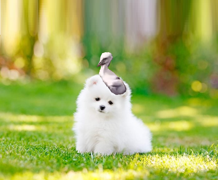 RafaelCorral13's tweet image. (Massimo, I'll fix this.. ) ***Good News*** The baby stork landed on a cute puppy and found a good home at a nearby local farm. #EverybodyWins