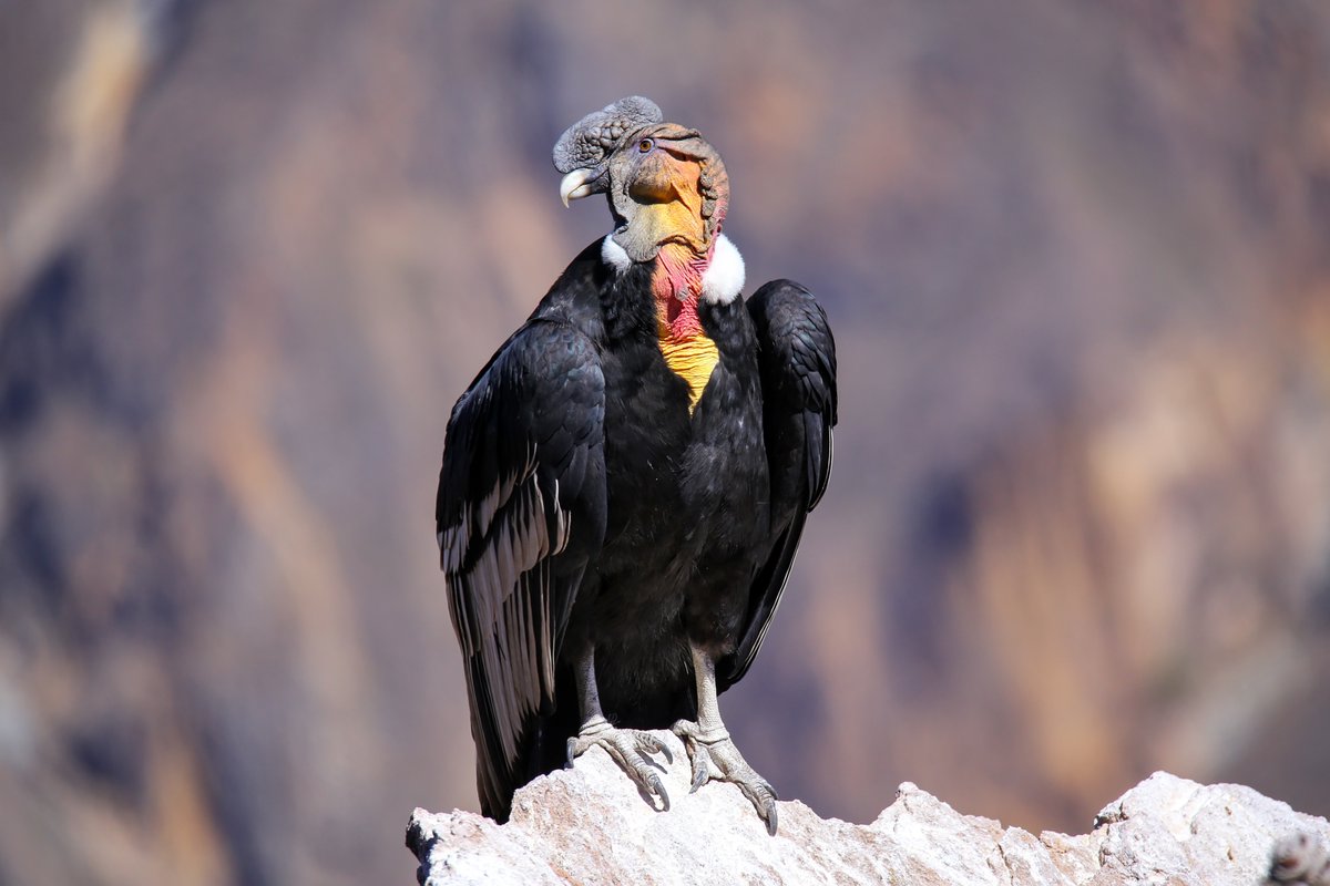 GobiernodeChile's tweet photo. ¡Hoy celebramos el Día Nacional del Cóndor Andino!🦅 Nuestra ave nacional, presente en el escudo de Chile, se encuentra amenazada a nivel internacional producto de la pérdida de hábitat y la caza ilegal. Como Gobierno, seguiremos trabajando por su cuidado y protección. https://t.co/zuyLll6ZaG