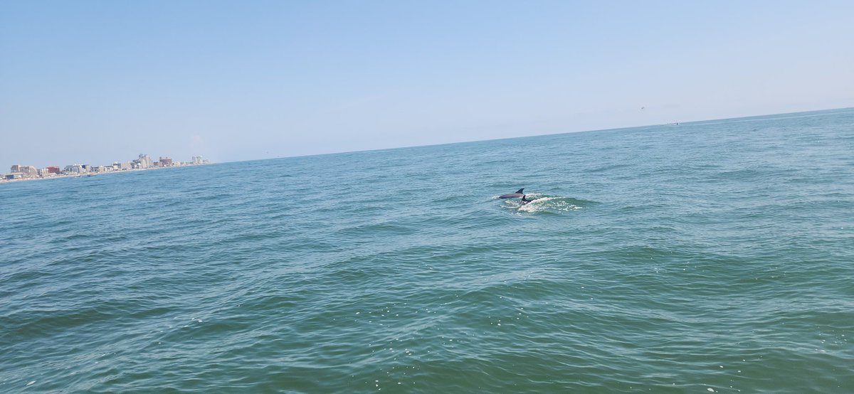 sheetzair's tweet photo. #ocrocket #frontseat #dolphin #ocmd https://t.co/78MYy9rMZu