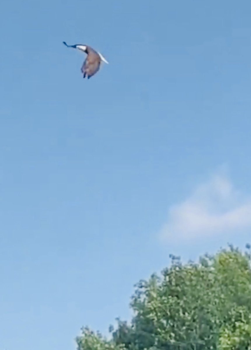 jspalding79's tweet photo. Jspa has 99 problems. But seeing 2 Bald Eagles flying over my backyard ain’t one of ‘em. #Nolin #Lakelife #freedom https://t.co/iBi8IZMYf9