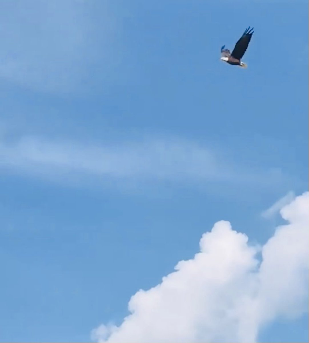 jspalding79's tweet photo. Jspa has 99 problems. But seeing 2 Bald Eagles flying over my backyard ain’t one of ‘em. #Nolin #Lakelife #freedom https://t.co/iBi8IZMYf9
