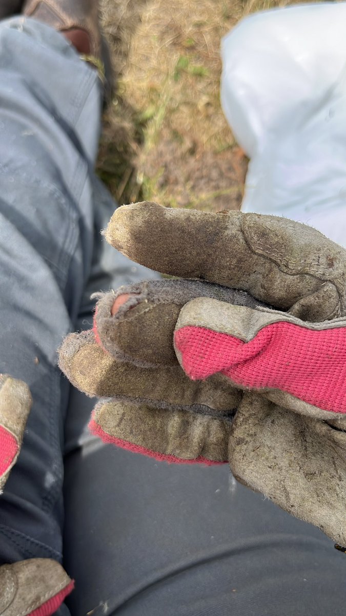 3lena_M's tweet photo. Not even a full day using these @Carhartt gloves and they are ready for the trash bin. Wish the quality was better 1/10 @Carhartt please make the finger fabric a bit more strong. https://t.co/ijO68Lijf8