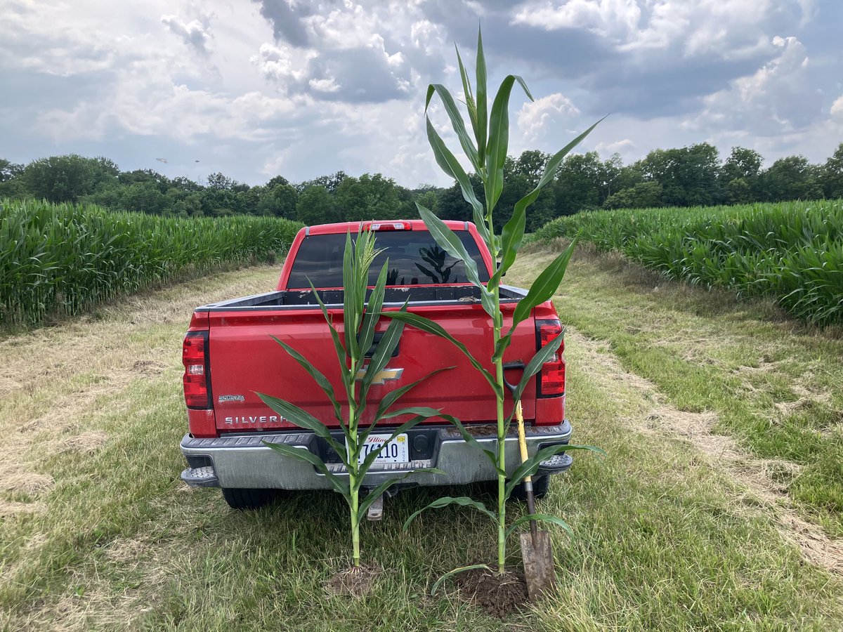 mattdues21's tweet photo. Surprised to find similar sized ears on the same hybrid in the same field despite a 3 foot difference in plant height. Potential may not have been lost, but risk has increased. ⁦@CropTechInc⁩ https://t.co/P42ZalEC96