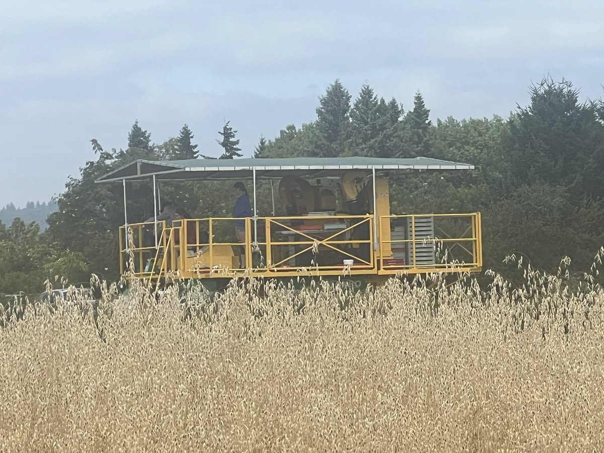 calstrawberries's tweet photo. Dani Lightle harvesting marionberries, Scott Lukas’ crew machine-harvesting berries, and interns setting up irrigation pipes - a busy Friday at #NWREC! https://t.co/PrlcSuqj19