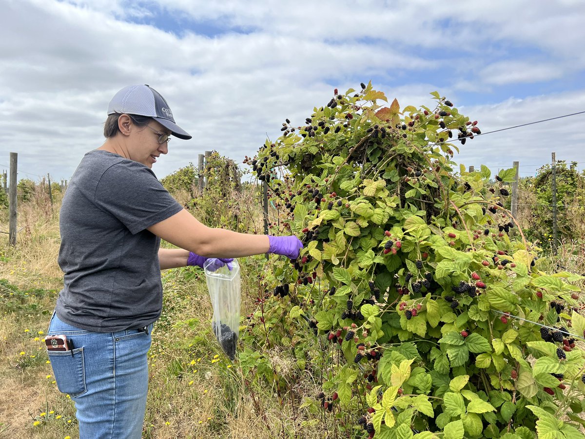 calstrawberries's tweet photo. Dani Lightle harvesting marionberries, Scott Lukas’ crew machine-harvesting berries, and interns setting up irrigation pipes - a busy Friday at #NWREC! https://t.co/PrlcSuqj19