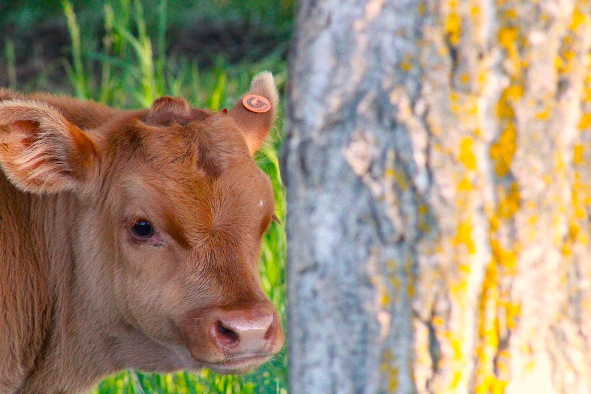 📩Check your inboxes for the June e-newsletter for important AGM reminders and other information. #Gelbvieh #Balancer
📷JML Farms, Lamont AB