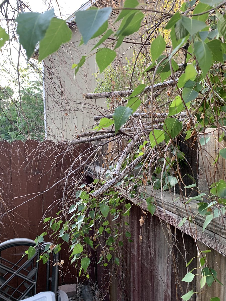 christineitmi's tweet photo. @TriconAH Tree is STILL ON MY FENCE!!!! WHY DOES IT TAKE 4 MONTHS AND AS OF TODAY 11 PHONE CALLS (some PROMISED FIXING IN 1 WEEK!!!!) FIRE HAZARD OF TRASH IN YARD AND UNDER TREE!!!!! BTW my Husband cut TREE off the shed SO IT DID NOT FALL!🤬🤬🤬🤬🤬🤬 https://t.co/9DaVjdJYyP