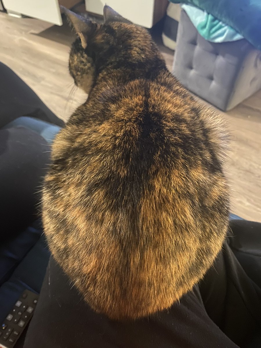 Hum_mochi's tweet photo. teh key 2 hap peenis is. being round! https://t.co/hm8PkOmFVw