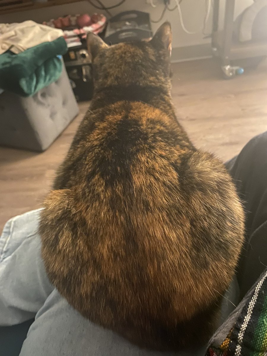 Hum_mochi's tweet photo. teh key 2 hap peenis is. being round! https://t.co/hm8PkOmFVw