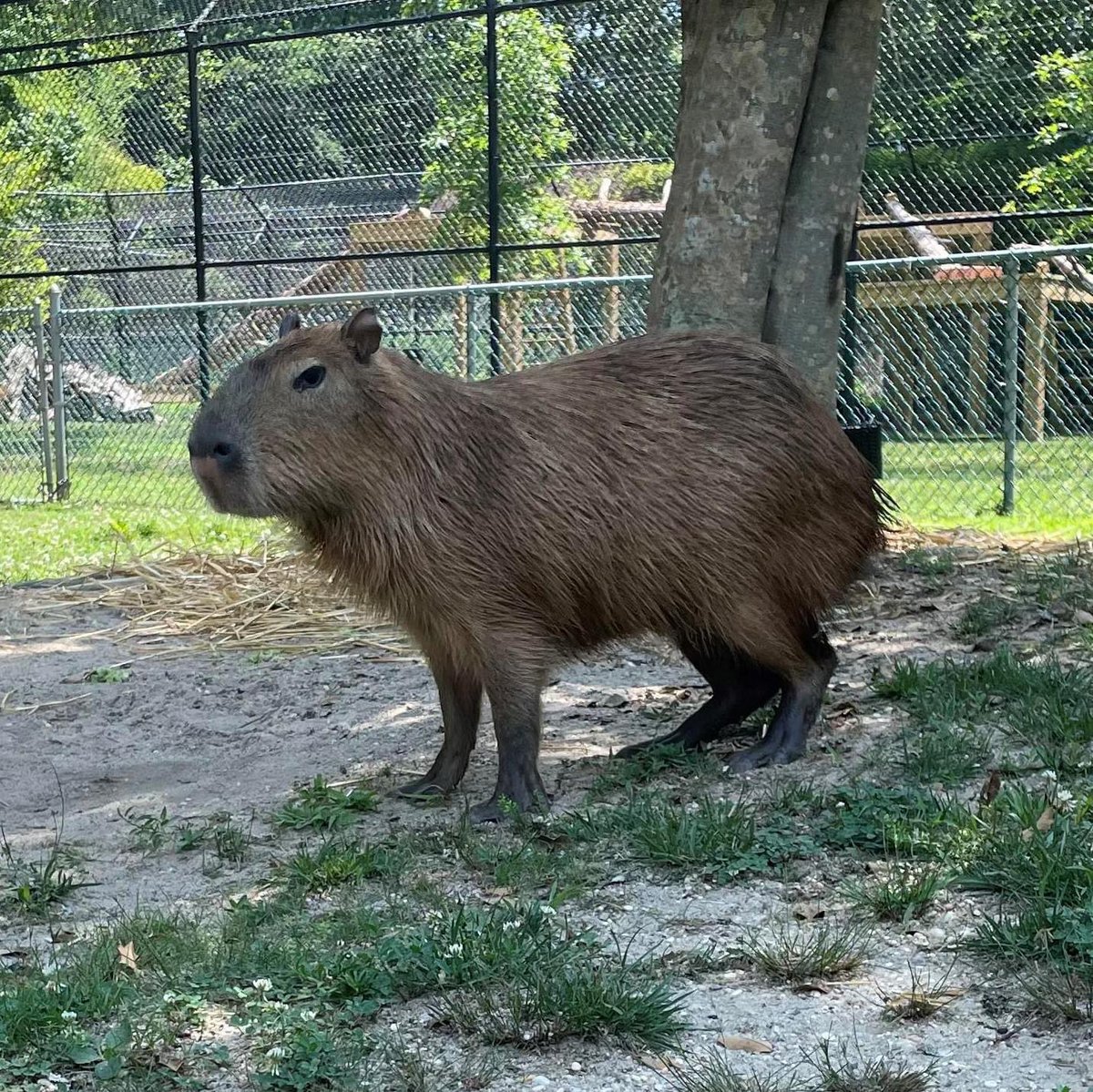 Happy 1st Birthday, Goomba! 🥳

Meet the newest member of our capybara herd!  Goomba is a young male hailing from the Abilene Zoo. He is still in the process of being introduced to our current herd, but you may spot him in the afternoons in the rear yard. 

(📷: Zookeeper Steph)