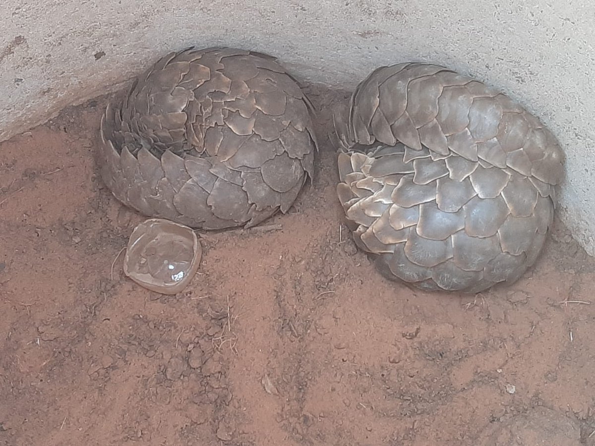 Two Temmink's pangolin retrieved in an intelligence operation in the Northern Cape Province, South Africa. Incredible work by the SAPS stock theft and endangered species unit. One suspect arrested. Aluta continua...