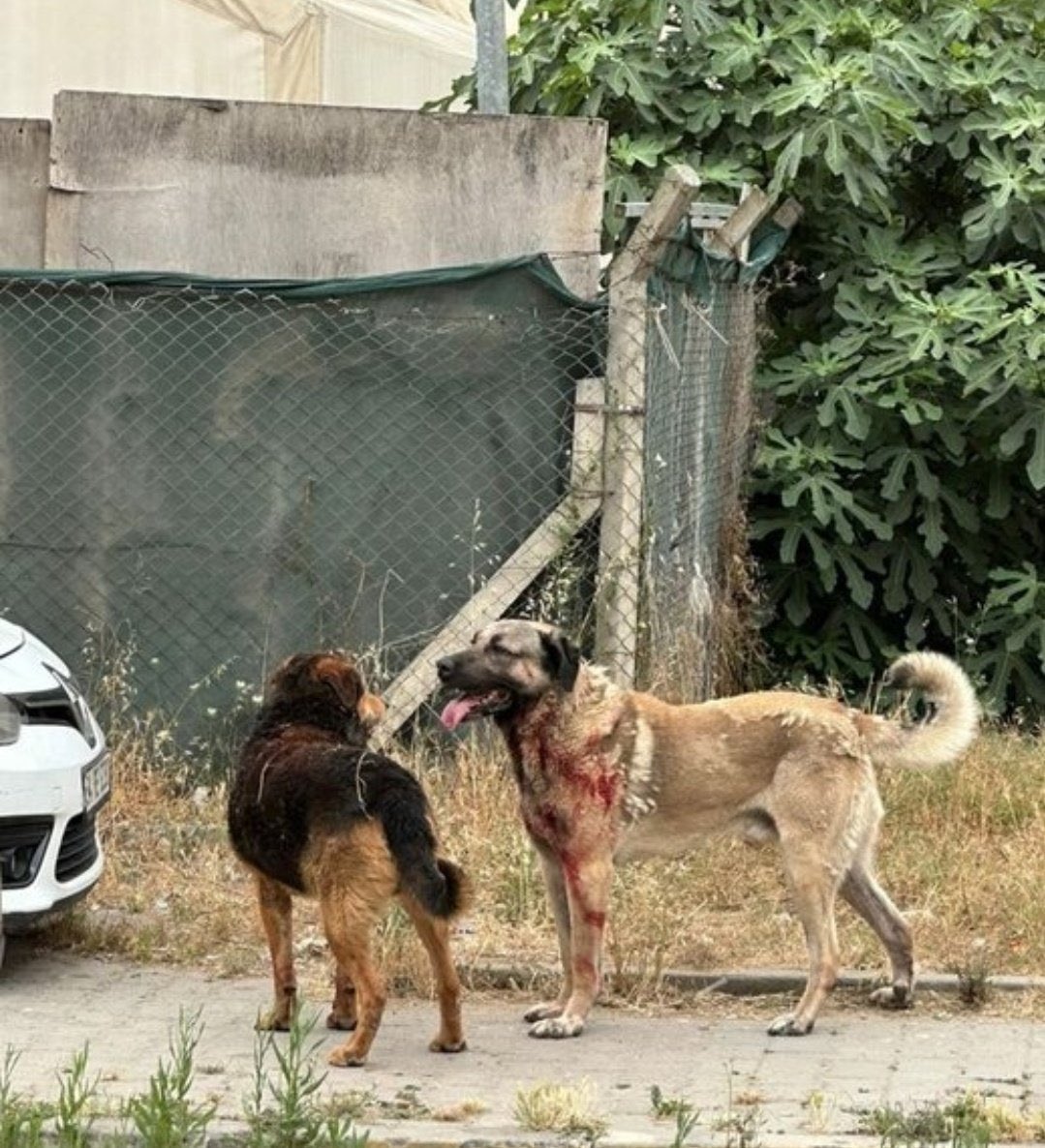 Bu köpeğin üzerindeki kan saldırıp parçaladığı kadına ait, NEREDE KADIN DERNEKLERİ, NEDEN SESİNİZ ÇIKMIYOR, kadını parçalayan bir köpek olduğu için mi sessizsiniz? #KöpekTerörü