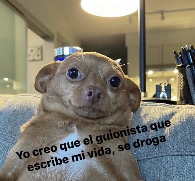 Perritos que curan tu depresión 🐶 (@perritos_qctd) on Twitter photo 